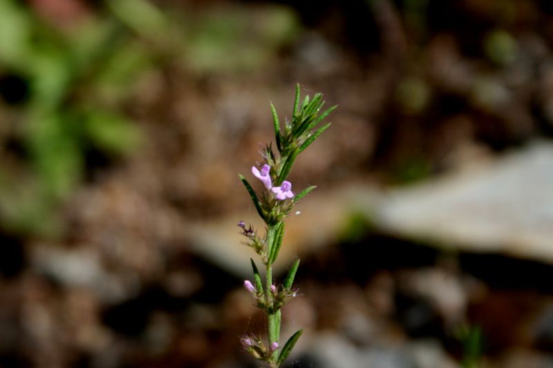 Micromeria graeca sl.